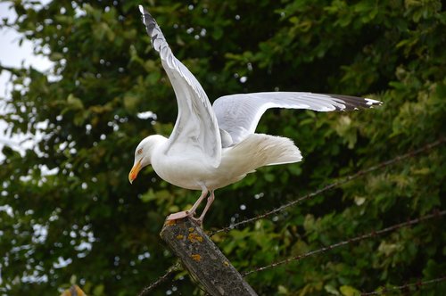animals  bird  seagull