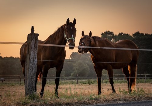 animals  horses  sunrise