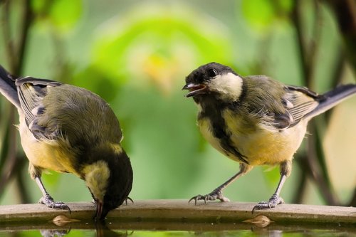 animals  bird  tit