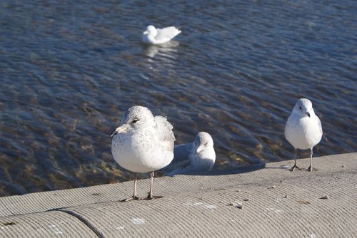 animals  seagull  beach