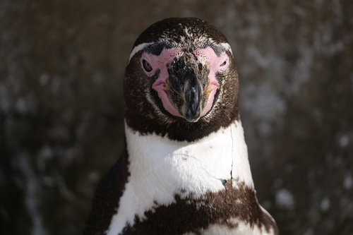 animals  animal world  penguin