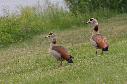 animals  bird  goose