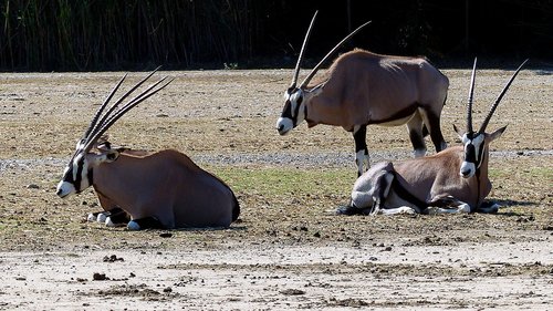 animals  oryx  nature