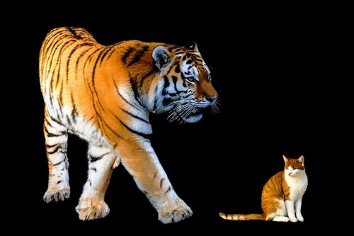 animals  cat  tiger