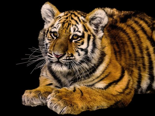animals  tiger  predator