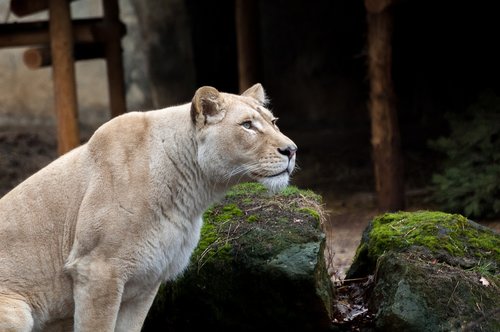 animals  lioness  nature