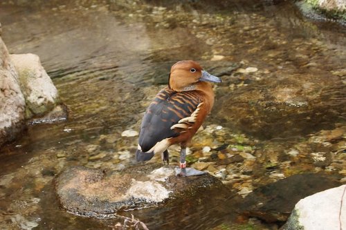 animals  zoo  tropical