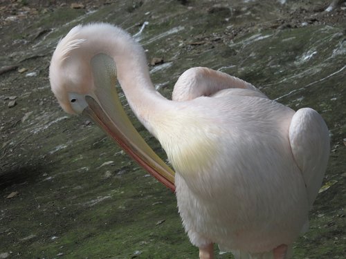 animals  bird  pelican