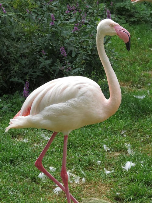 animals  bird  flamingo
