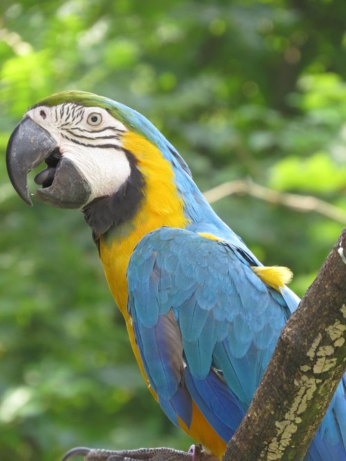 animals  parrot  bird