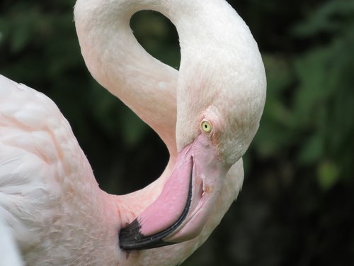 animals  bird  flamingo