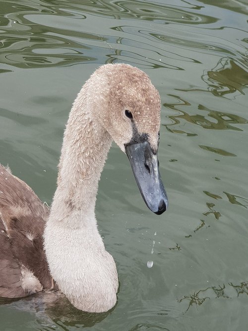 animals  swan  water