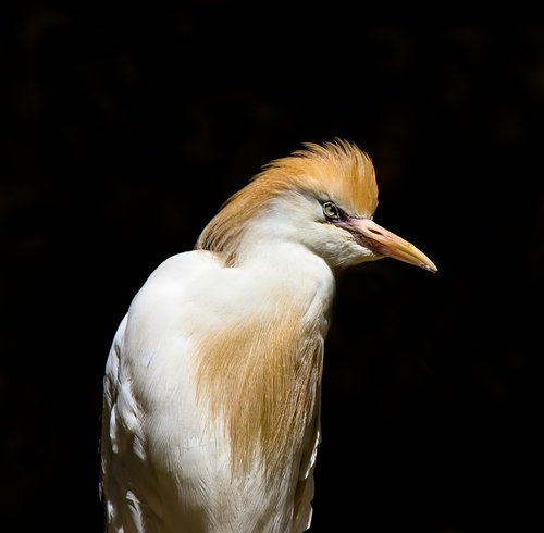 animals  bird  heron