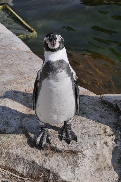 animals  penguin  donkey penguin