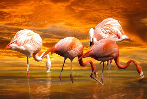 animals  birds  flamingo