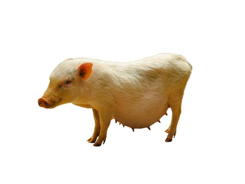 animals  pig  minnischwein