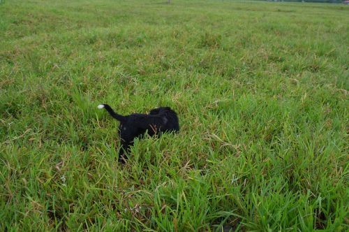 animals dog field