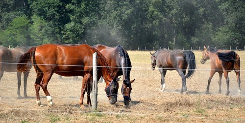 animals  horses  pasture