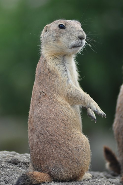 animals  zoo  prairie dog