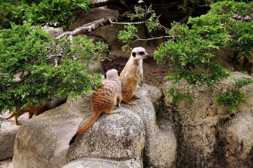 animals meerkats animal