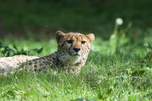 animals  cheetah  predator