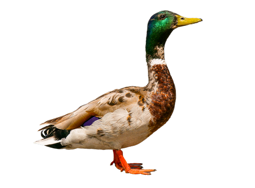 animals  bird  duck