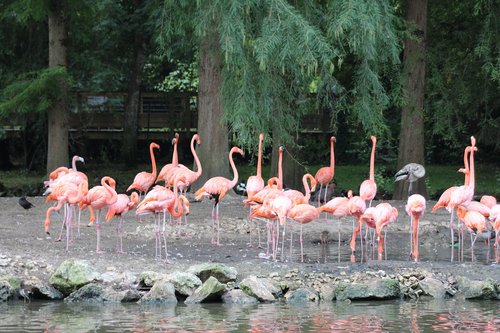 animals  zoo  beauval