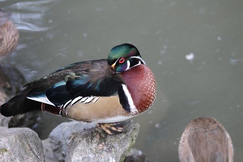 animals  zoo  beauval