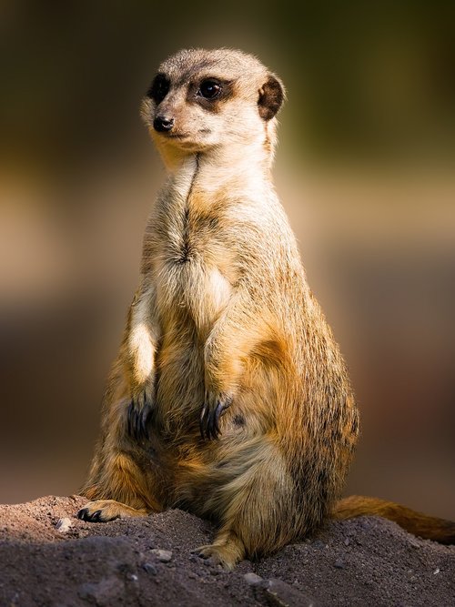 animals  meerkat  mammal