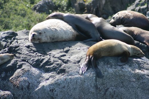 animals  ocean  sea lions