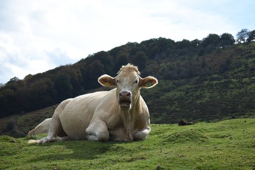 animals  cow  livestock