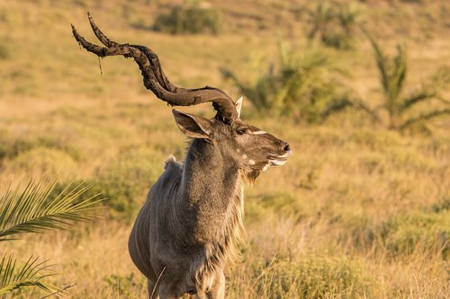 animals  antelope  wild