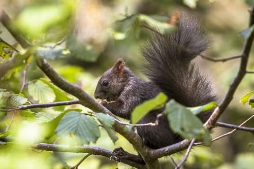 animals  squirrel  rodent