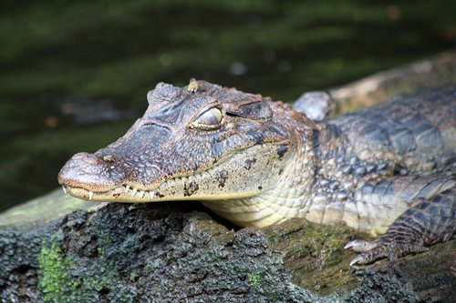animals  crocodile  reptile
