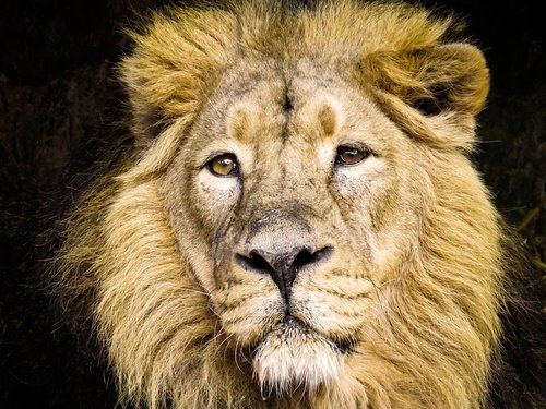 animals  predator  lion