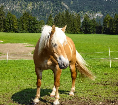 animals  horse  farm