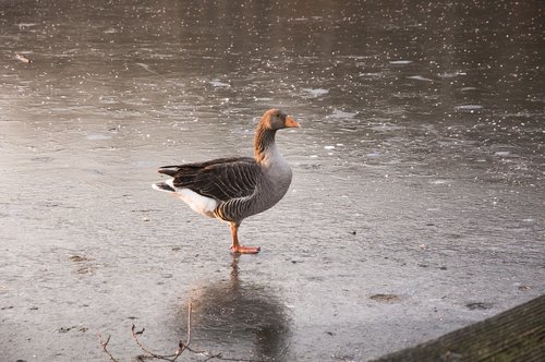 animals  white-fronted goose  nature