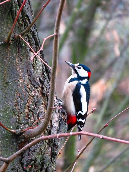 animals  bird  woodpecker