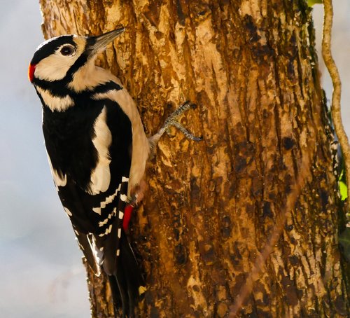 animals  bird  woodpecker