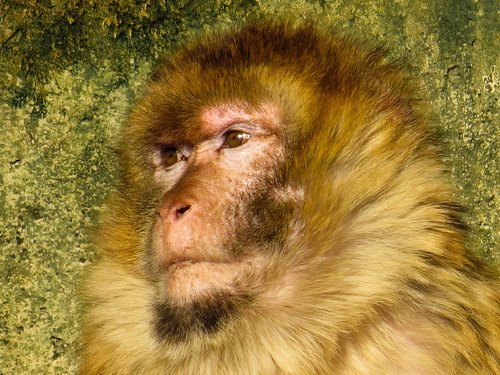 animals  monkey  primate