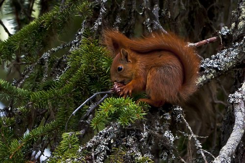animals  squirrel  pine cone