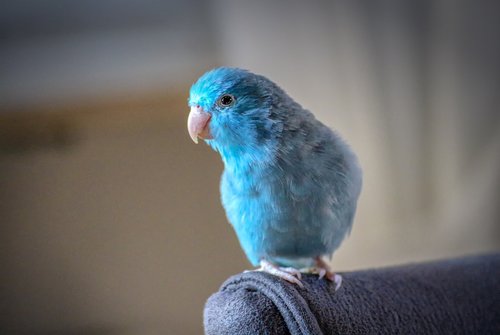 animals  parrotlet  blue
