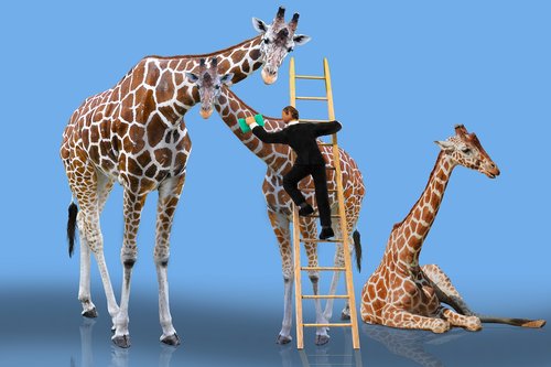 animals  giraffe  care