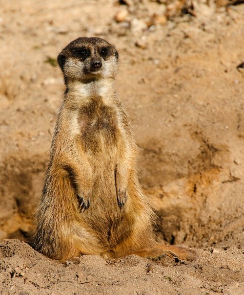 animals  meerkat  mammal