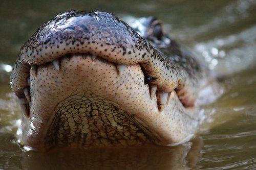 animals  alligator  reptile