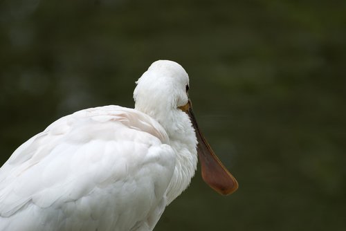 animals  bird  plumage