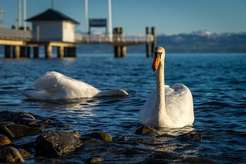 animals  bird  swan