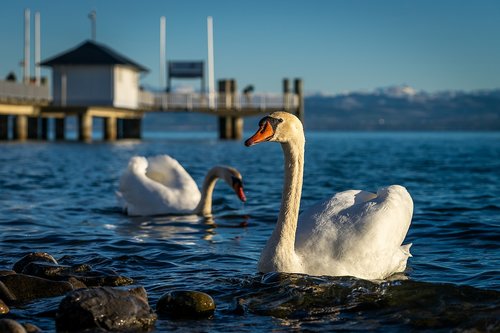 animals  bird  swan