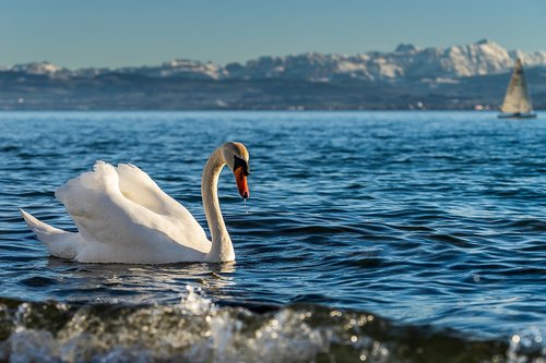 animals  bird  swan