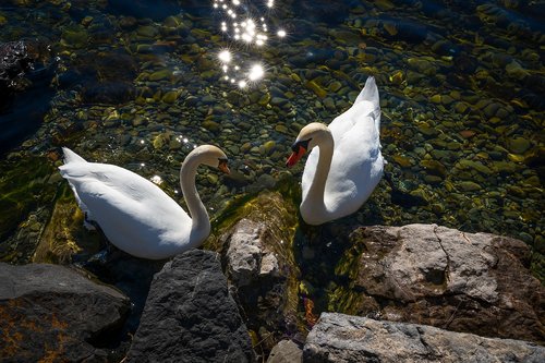 animals  bird  swan